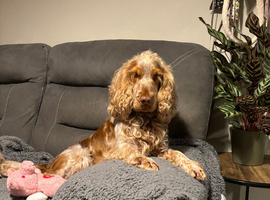 Kc registered Male cocker spaniel