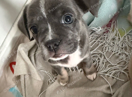 French bulldog x chihuahua puppies