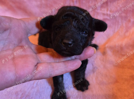 Gorgeous Toy Poodle Pups