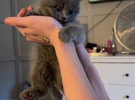 Stunning British shorthaired kittens from champion bloodlines