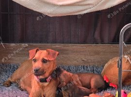 Beautiful Patterdale puppies