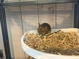 2 Degu