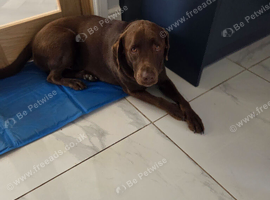 Male Labrador