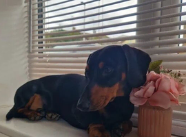 For stud! KC registered miniature dachshund