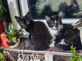 2 beautiful Maine Coon mix female kittens