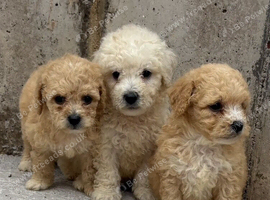 Bitchon frise cross poddle puppies