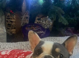 Male French bulldog