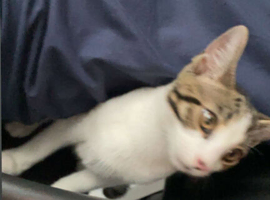 fully vaccinated trained cat