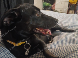 Lillie lab cross female