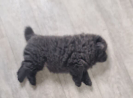 Blue/lilac Chow chow
