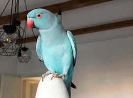 Baby blue tamed ring neck talking parrot