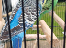 Pair of bonded budgies