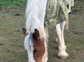 Clydsdale x Hackney Colt 14 monthsf