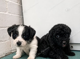 Jackpoo puppies