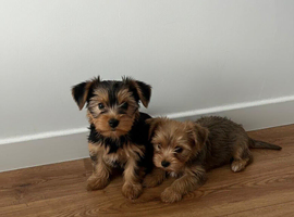 Yorkshire Terrier Puppies