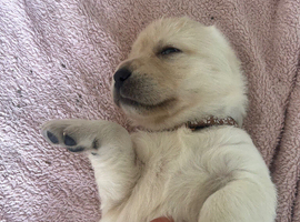 Golden Retriver Champion x Show LN Labrador