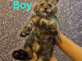 TICA Registered Maine Coon Kittens.