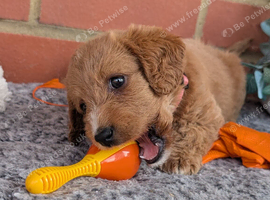 stunning Red Australian labradoodles