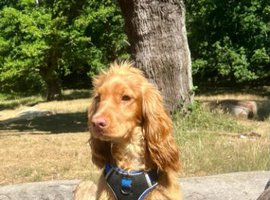 KC Registered Golden Show Cocker Spaniel for Stud &ndash; DNA Clear