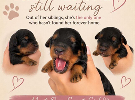 Last girl remaining!! F1B cavapoo puppies born on 1/6/26
