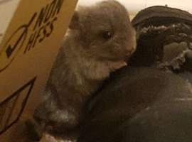 Adorable Baby Chinchilla Kits &ndash; Loving Homes Only