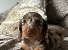 Beautiful litter of Miniature Dachshund