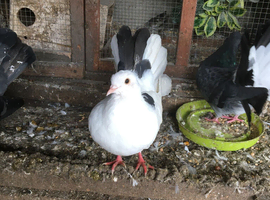Over fourty doves mixed colours