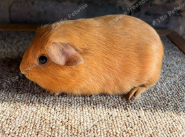 Beautiful Purebred Buff Available