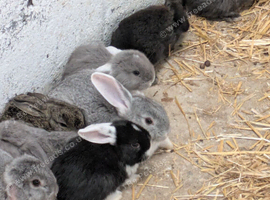Rabbits for sale