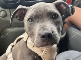 Beautiful Staffordshire Bull Terrier Puppy Looking for Her Forever Home