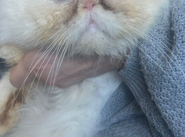Flat face Persian x ragdoll kittens