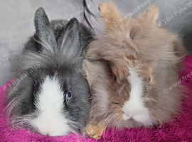 2 lionhead baby girls ready now