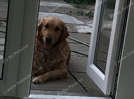 2 year old golden retriever