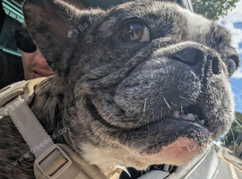 Luna french bulldog