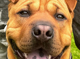 dog