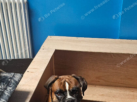 Boxer puppies