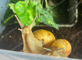 Captive bred Lissachatina fulica