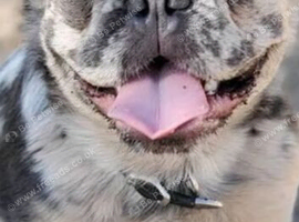 Gorgeous Merle frenchie