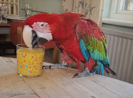 Green winged macaw