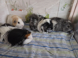 Guineapig herd of four