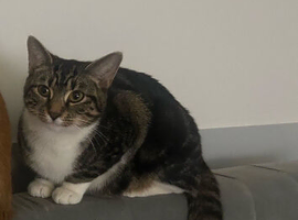 2 year old female tabby
