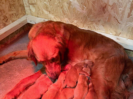 KC registered Golden Retriever Pups