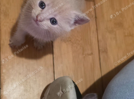 Rare Cream female kitten