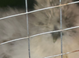 4 months old silkie cockerels