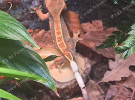 Crested Gecko with optional enclosure