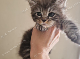 3 stunning mainecoon kittens available to reserve