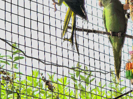 Indian ringneck
