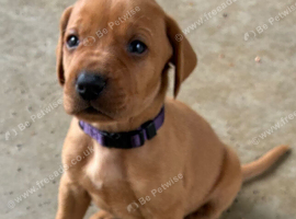 Vizslador Puppies