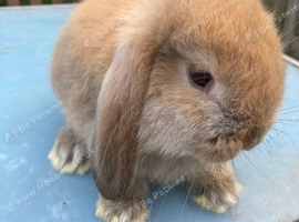 French Lop in London