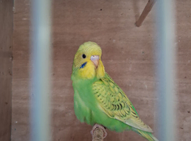 Baby budgies